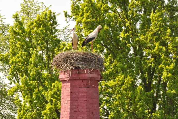 Online sledování čápů z Lázní Bohdaneč