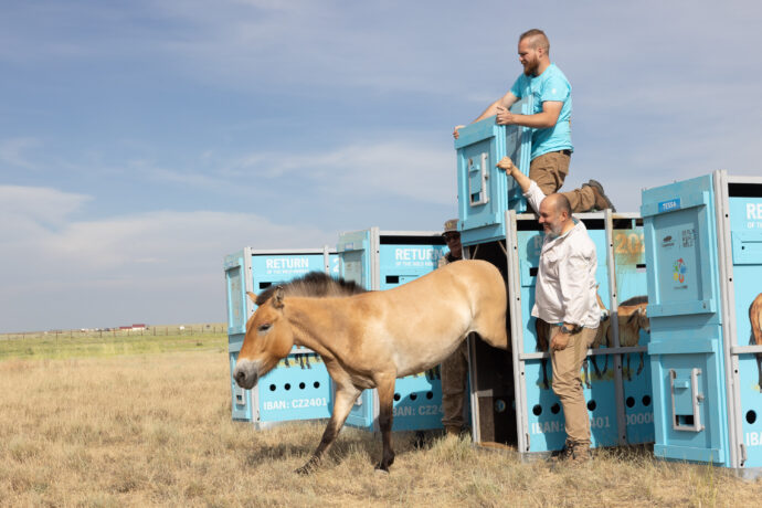 Vypouštění klisny Wespe z transportního boxu do aklimatizační ohrady. Foto Václav Šilha, Zoo Praha