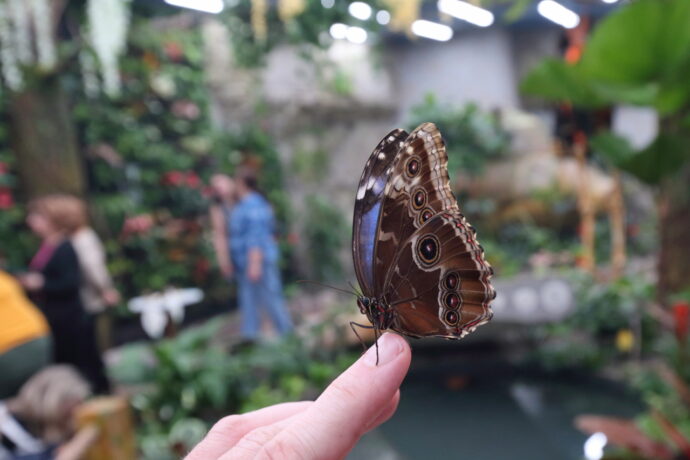 Papilonia - motýlí dům Liberec. Foto: ©Papilonia Liberec