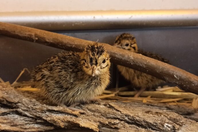 Brněnská zoo odchovala tinamy koroptví. Je to velký úspěch