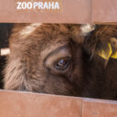 Dva zubři míří ze Zoo Praha do volné přírody Ázerbájdžánu