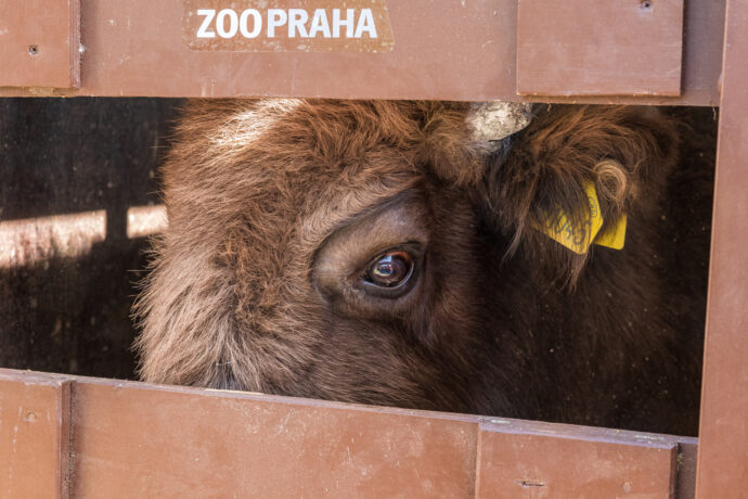 Dva zubři míří ze Zoo Praha do volné přírody Ázerbájdžánu