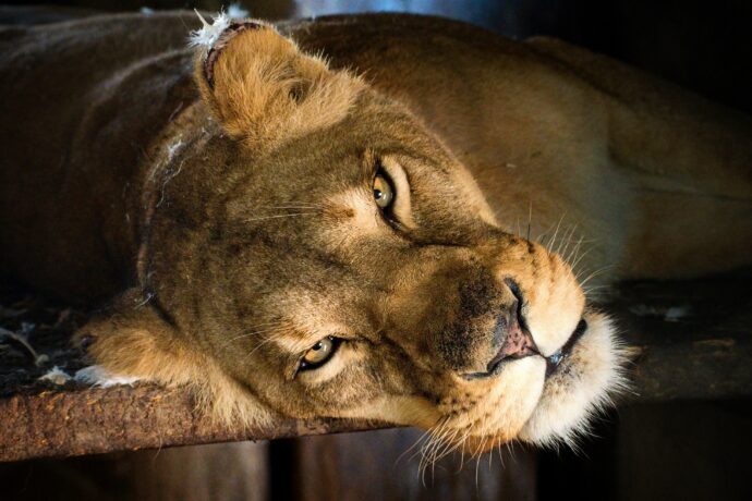 Foto: ©Zoopark Olovnice