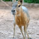 Foto: ©Zoopark Olovnice