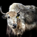 Foto: ©Zoopark Olovnice