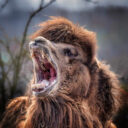 Foto: ©Zoopark Olovnice