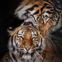 Foto: ©Zoopark Olovnice