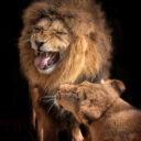 Foto: ©Zoopark Olovnice