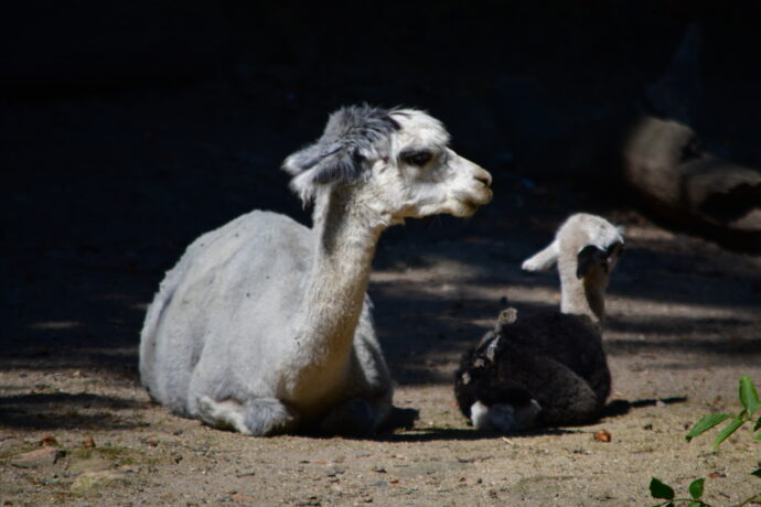 Zoo Jihlava má nové přírůstky. Narodila se dvě mláďata alpak