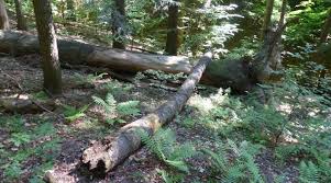 Brouci na Ščůrnici: žijeme ve skutečném pralese!