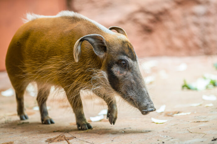 Samice štětkouna afrického Jasna. Foto © Petr Hamerník, Zoo Praha