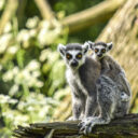 Foto: ©Zoo Jihlava