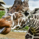 Foto: ©Zoo Jihlava