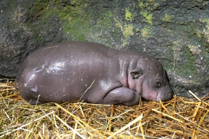 Hrošík liberijský. Foto: @Zoo Jihlava