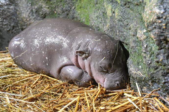 Hrošík liberijský. Foto: @Zoo Jihlava