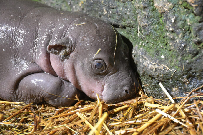 Hrošík liberijský. Foto: @Zoo Jihlava
