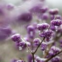 Foto: ©Botanická zahrada Praha