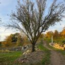 Archa Bohemica. Foto: ©Botanická zahrada Praha