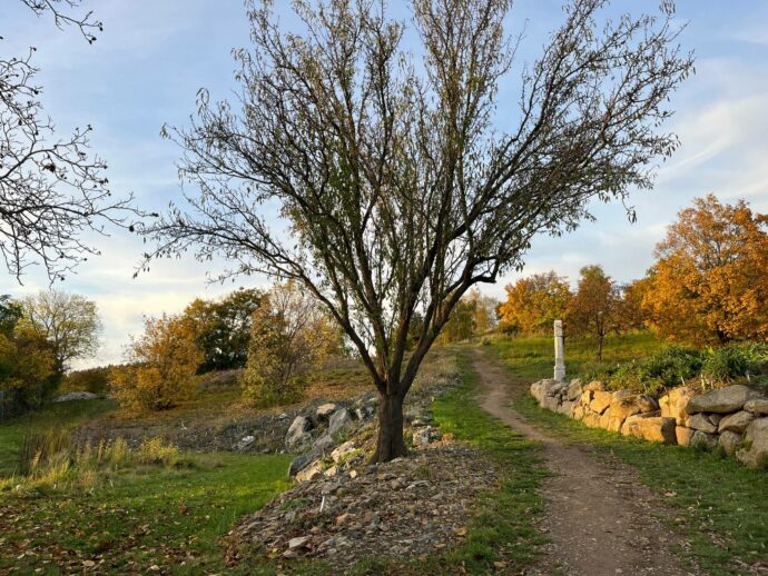 Archa Bohemica. Foto: ©Botanická zahrada Praha