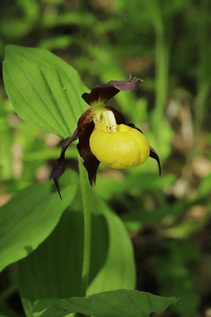Foto: ©Botanická zahrada Praha