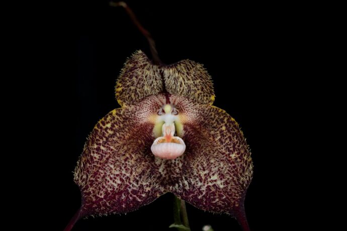 Dracula chiroptera. Foto: ©Botanická zahrada Praha