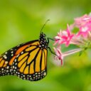 Oblíbená výstava motýlů. Foto: ©Botanická zahrada Praha