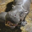 Hrošík liberijský. Foto: ©Zoo Jihlava