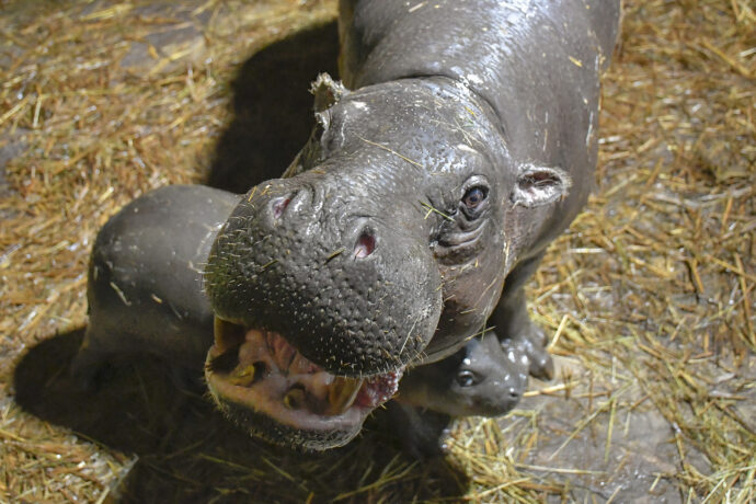 Hrošík liberijský. Foto: ©Zoo Jihlava