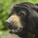 Medvěd. Foto: ©Zoo Jihlava