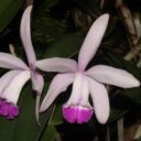 Foto: ©Botanická zahrada hl. m. Prahy