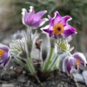 Foto: ©Botanická zahrada hl. m. Prahy