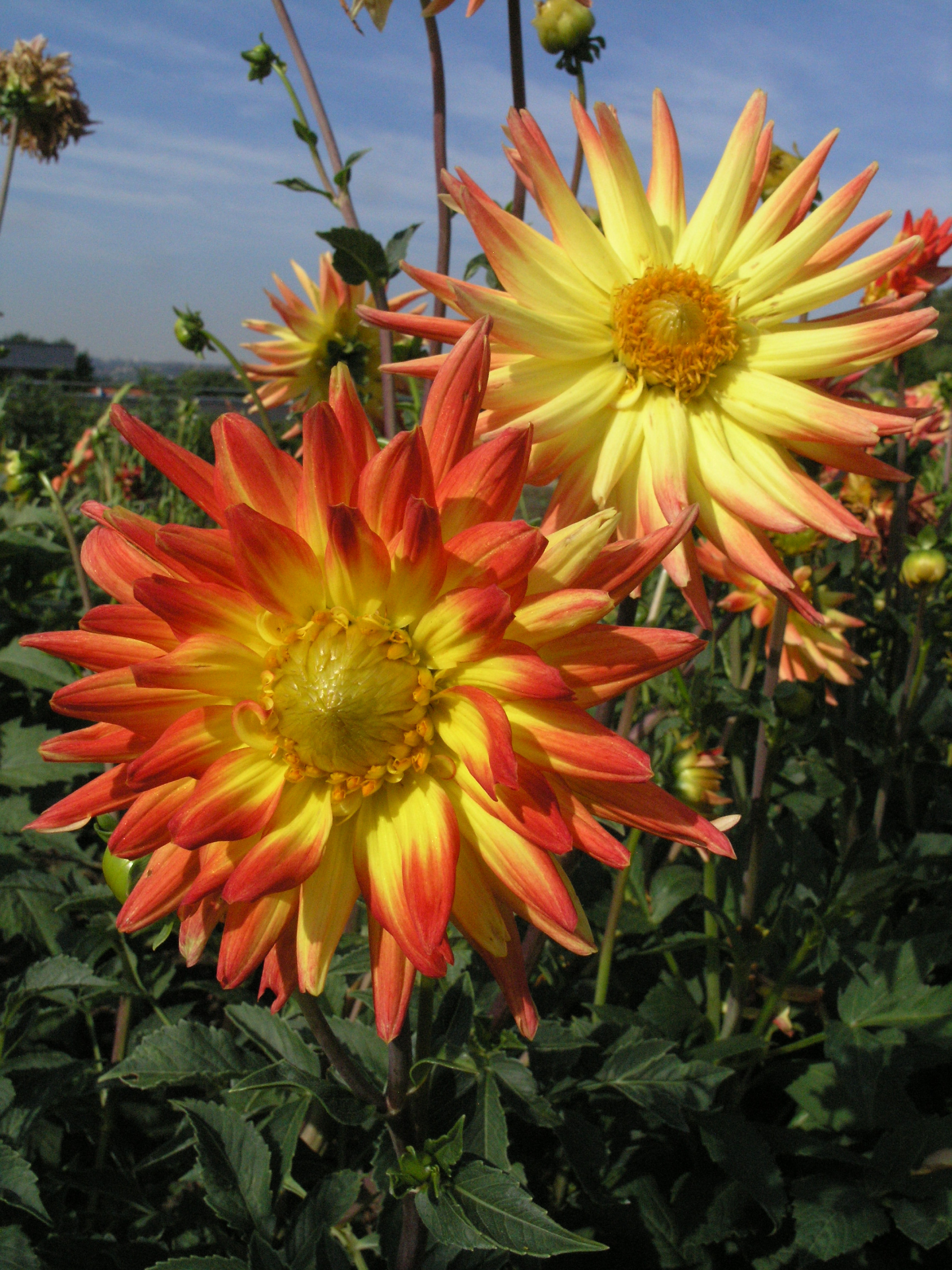 Bridgeview Aloha. Foto: ©Botanická zahrada Praha