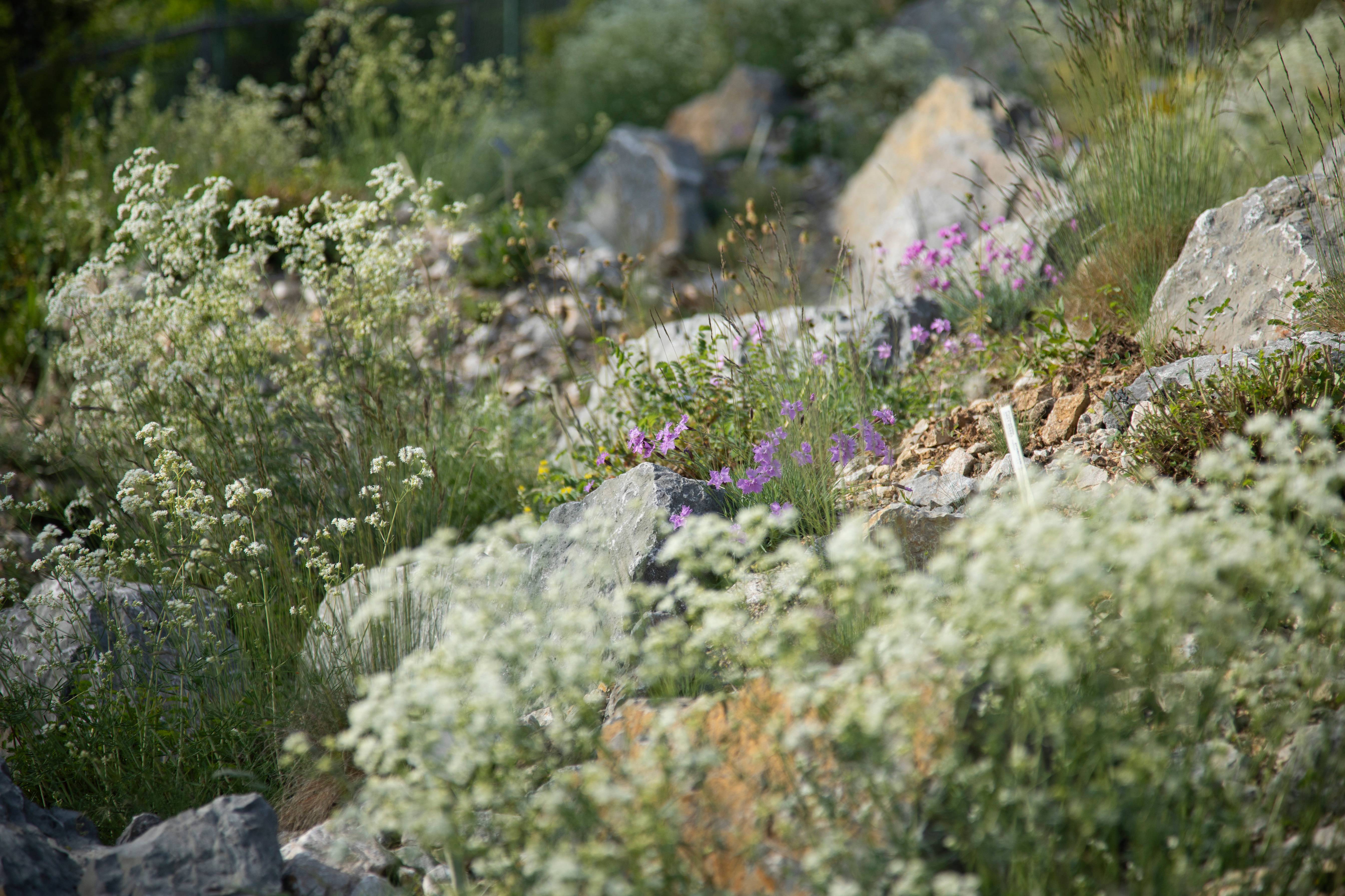 Foto: ©Botanická zahrada Praha