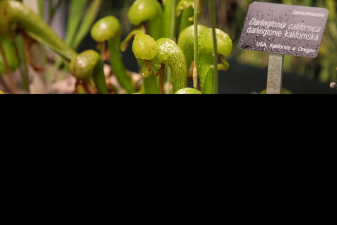 Masožravky. Foto © Botanická zahrada Praha