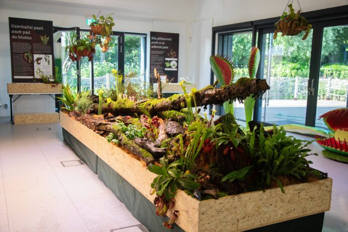 Masožravé rostliny vábí na výstavu v botanické zahradě v Troji