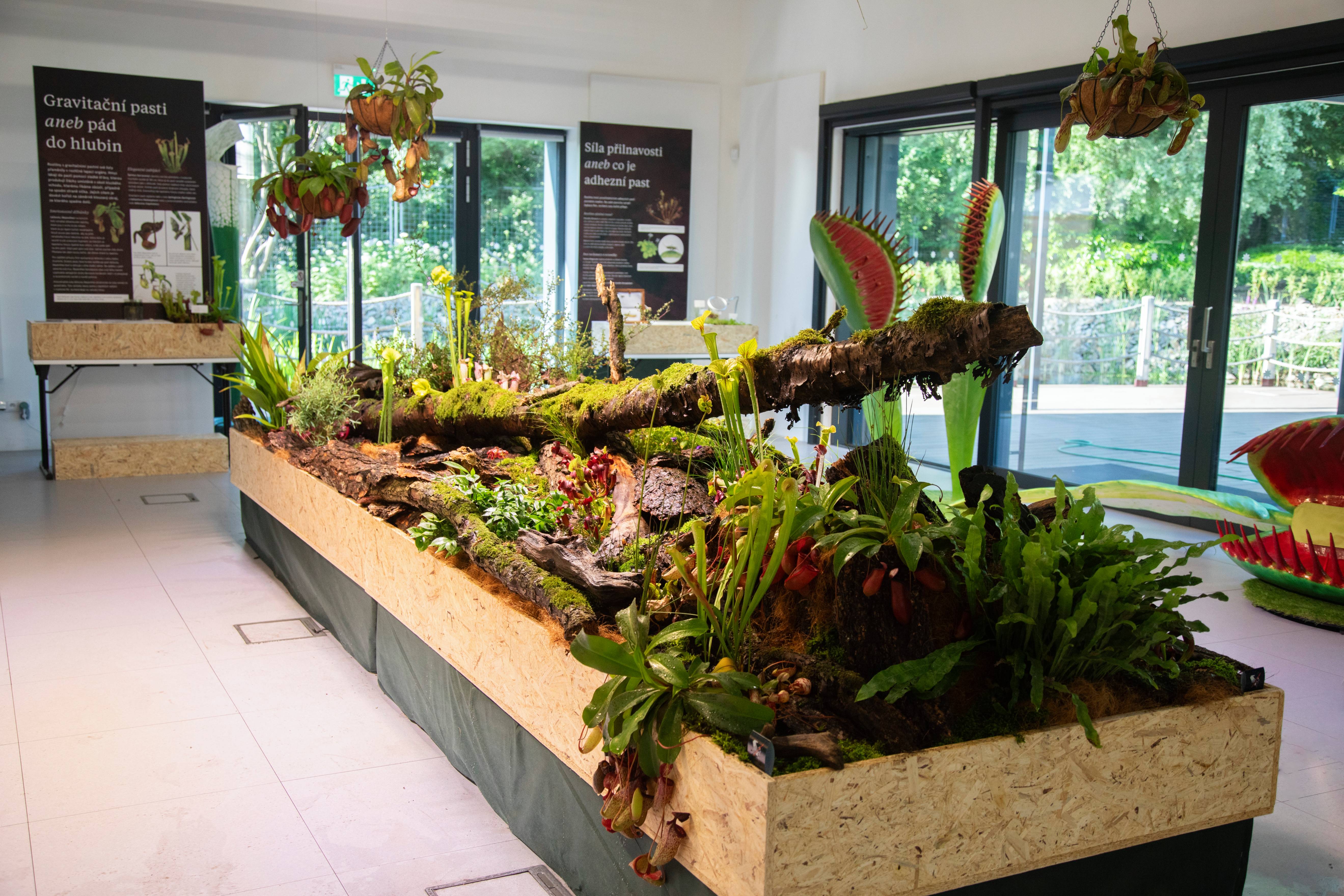 Masožravé rostliny vábí na výstavu v botanické zahradě v Troji