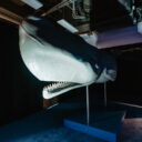 Obři oceánů. Foto: ©Shake Exhibitions