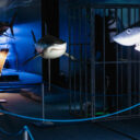 Obři oceánů. Foto: ©Shake Exhibitions