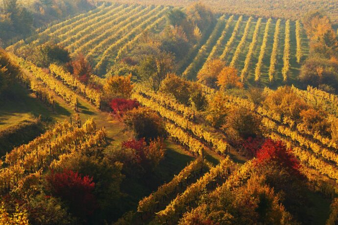 Vinařská obec Nechvalín